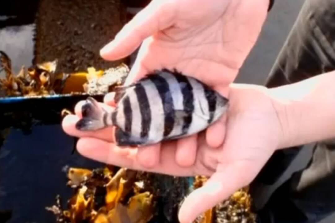 Žuvis įveikė tūkstančius kilometrų sulūžusioje valtyje ir išgyveno