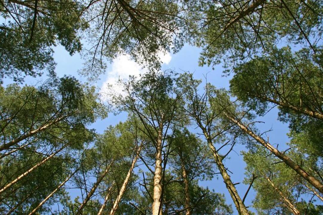 Nesutaria dėl tako Anykščių šilelio medžių viršūnėmis