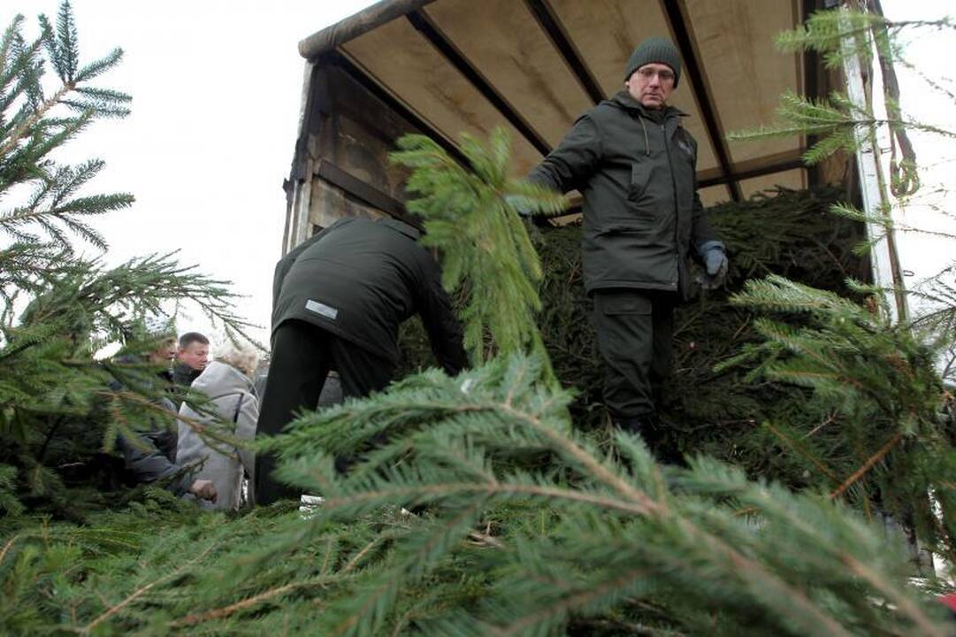 Vilniečiai per šventes puoš ne tik eglių, bet ir pušų šakas