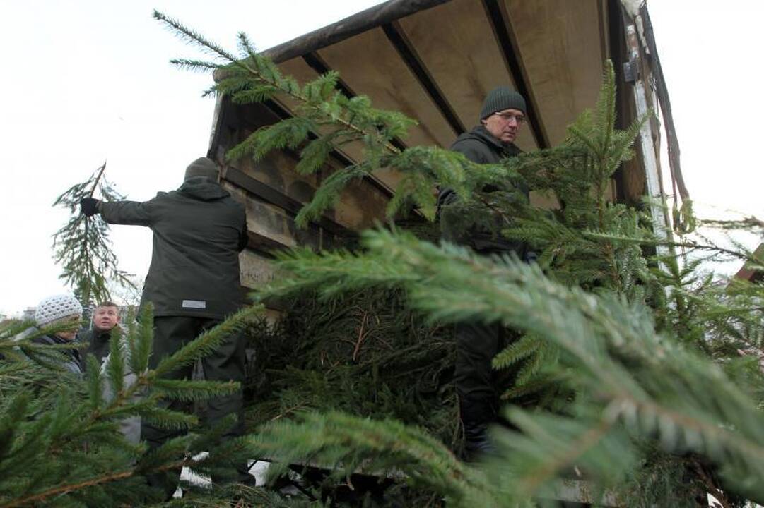 Vilniečiai per šventes puoš ne tik eglių, bet ir pušų šakas