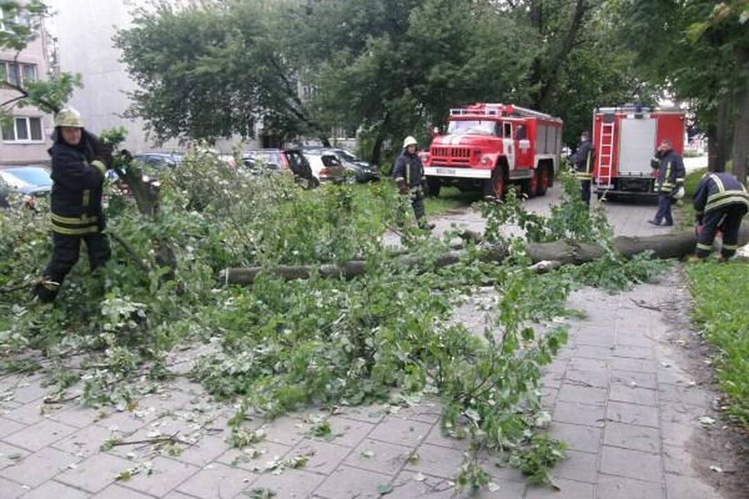 Vėjas Klaipėdoje išvertė medžius
