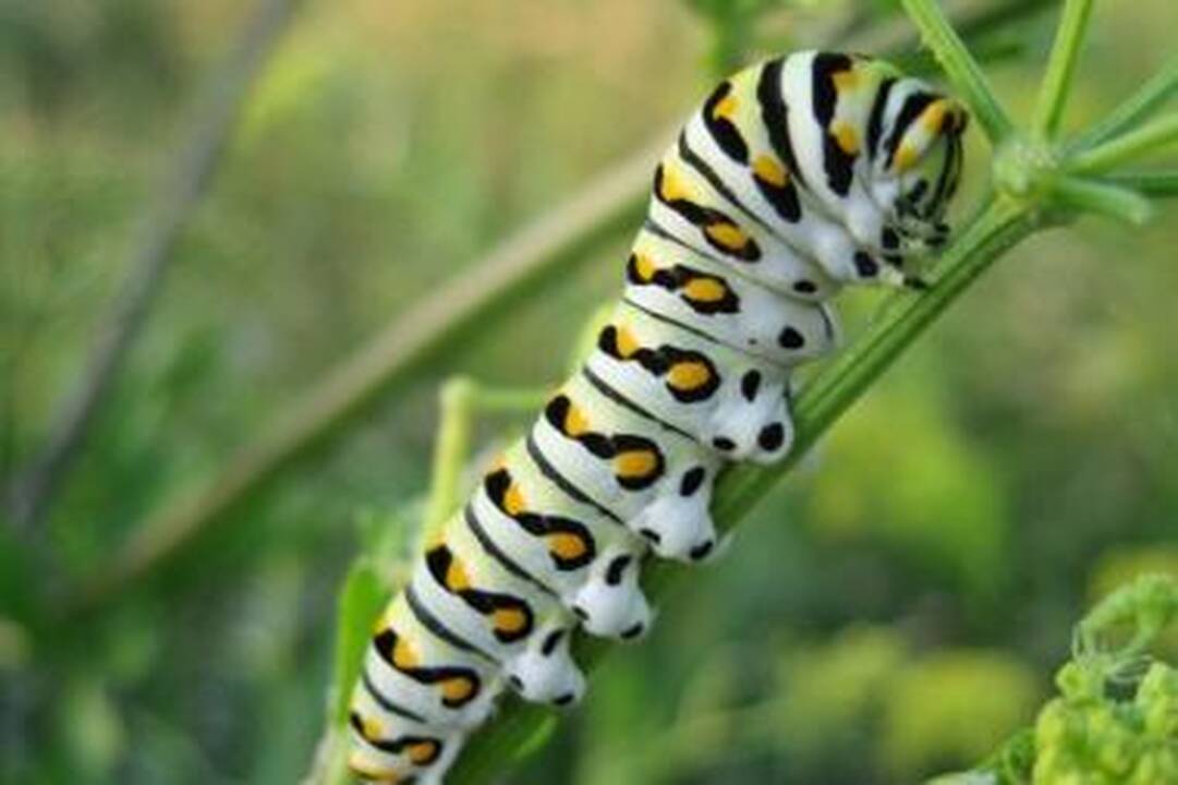 Galvotrūkčiais spriegiantis robo-vikšras