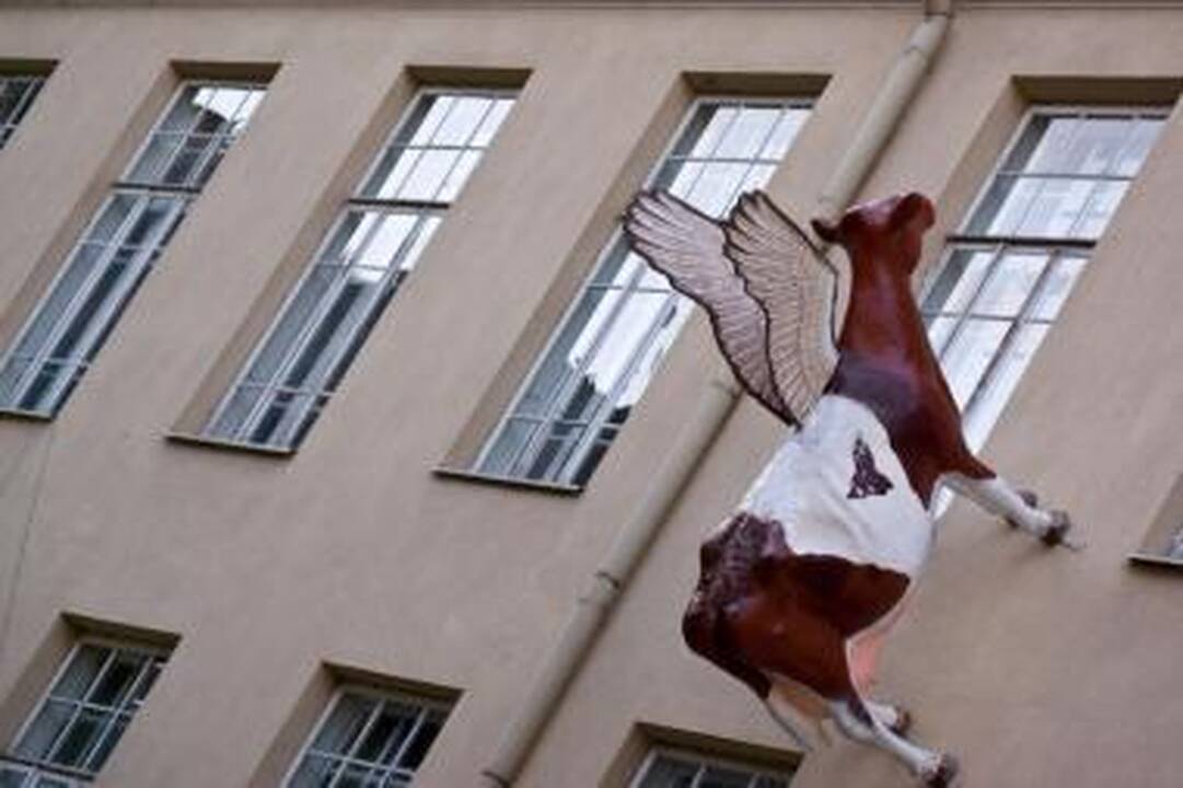 Vilnių puola karvės