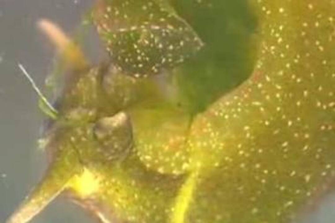 Žalioji jūrų sraigė – ir augalas, ir gyvūnas