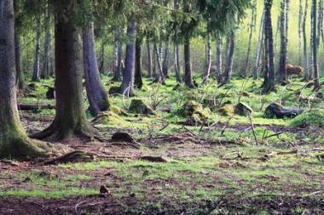 Miškuose – didelis gaisrų pavojus