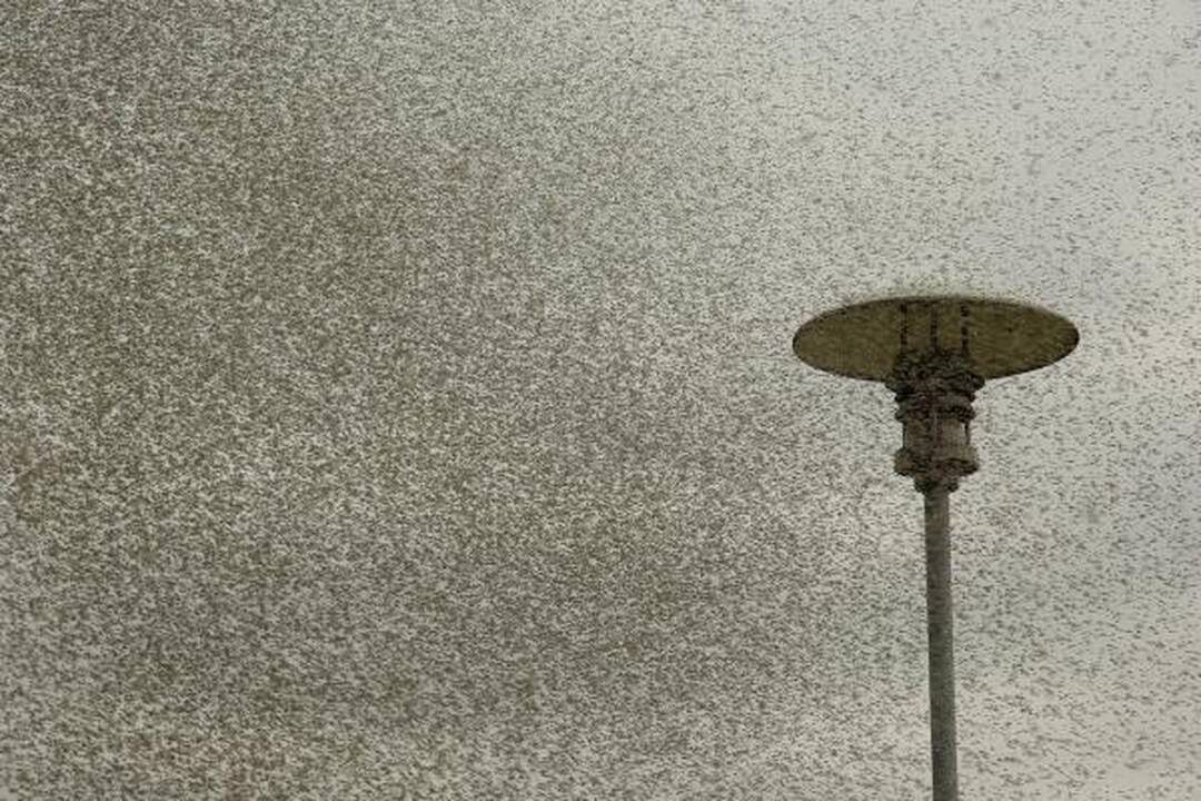 Juodkrantėje - įspūdingi uodų debesys