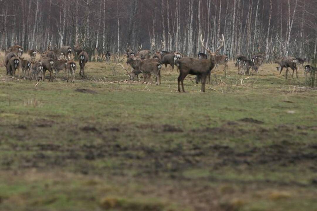 Domisi, ar teisėtai A.Bosui Karklės draustinyje išnuomota žemė