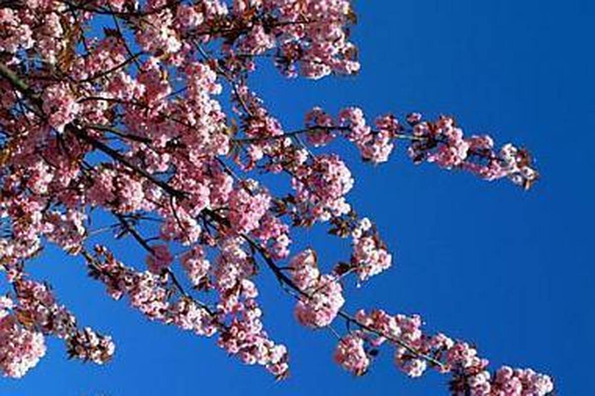 Sodininkystės ir daržininkystės institutui – 70 metų