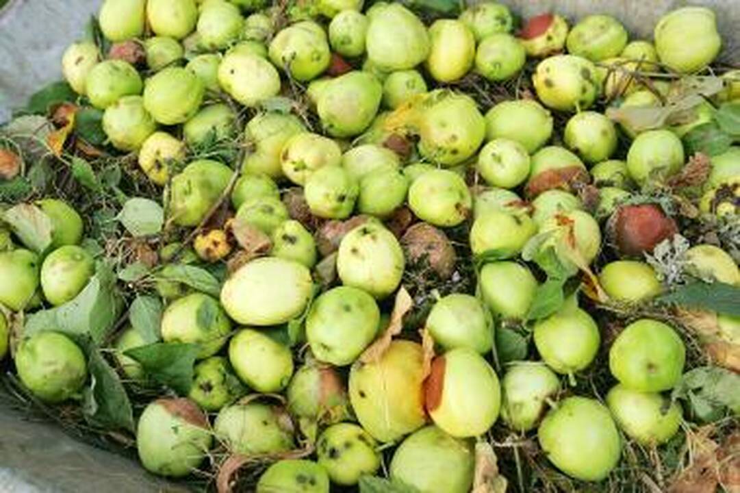 Vilniečių soduose – ekologiškos idėjos
