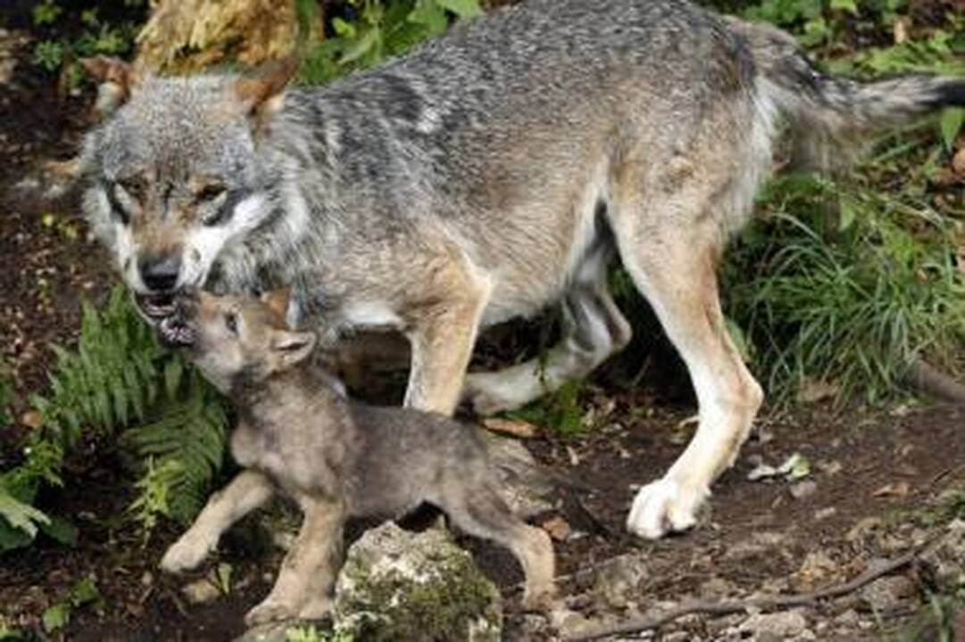 Šiaurės Lietuvoje siautėja išsigimę vilkai  