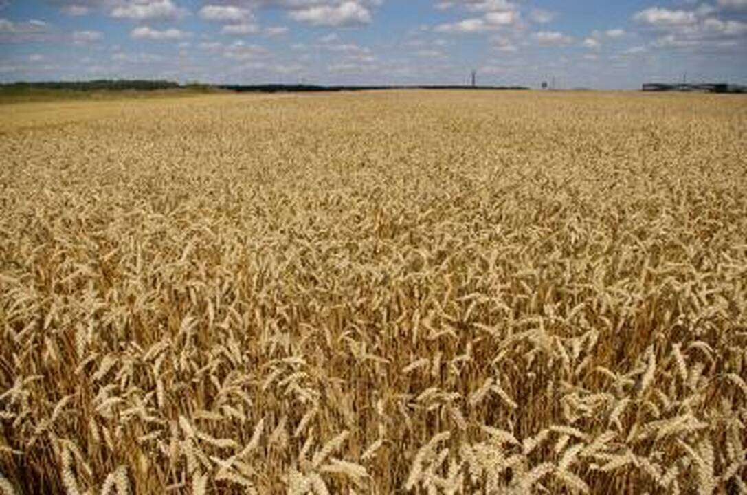 Rusijoje sausra sunaikino ketvirtadalį javų pasėlių