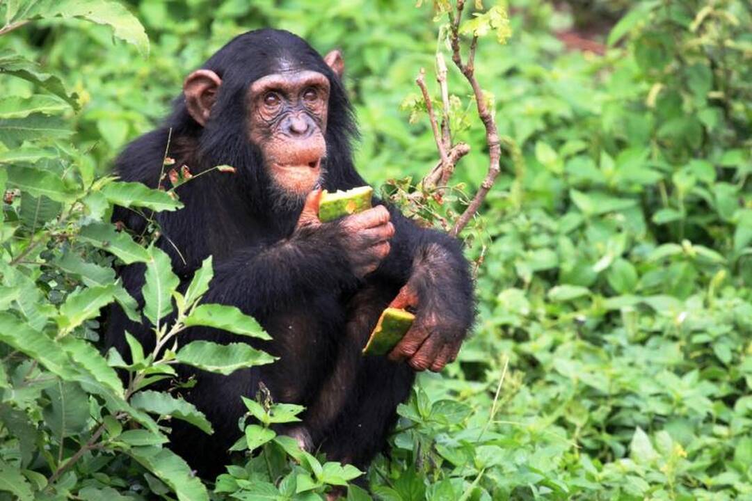 JAV pasaulį išvydo pirmosios genetiškai modifikuotos beždžionės