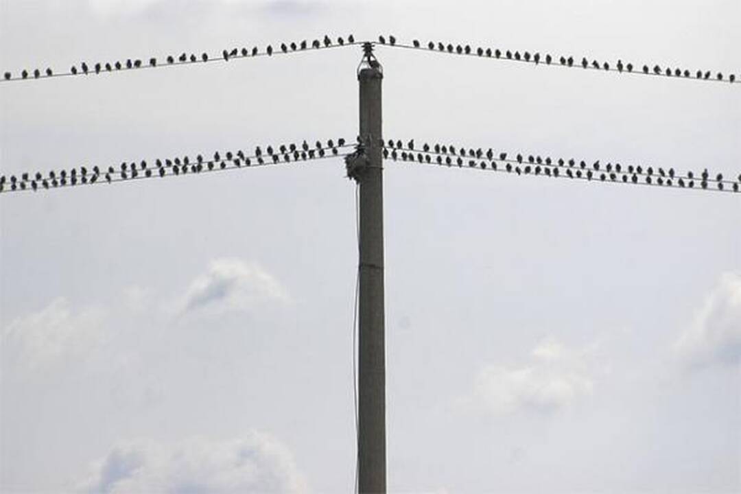 Panevėžys skelbia karą varnoms