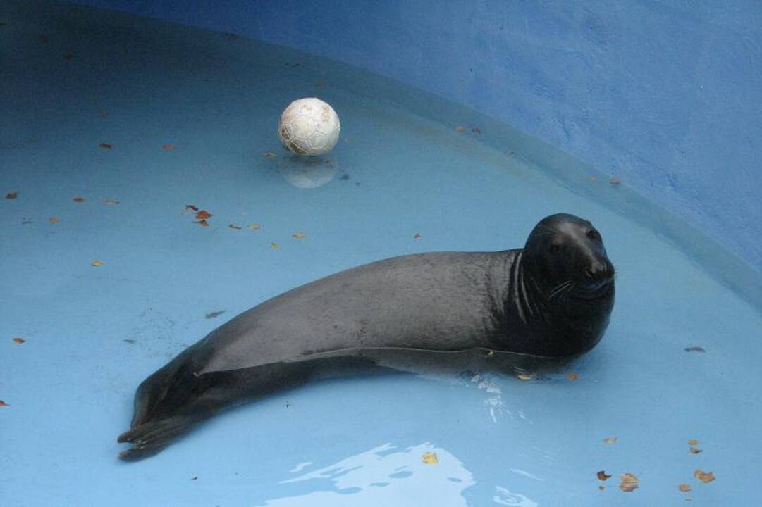 Zoologijos sodo gyvūnai laukia žmonių pagalbos