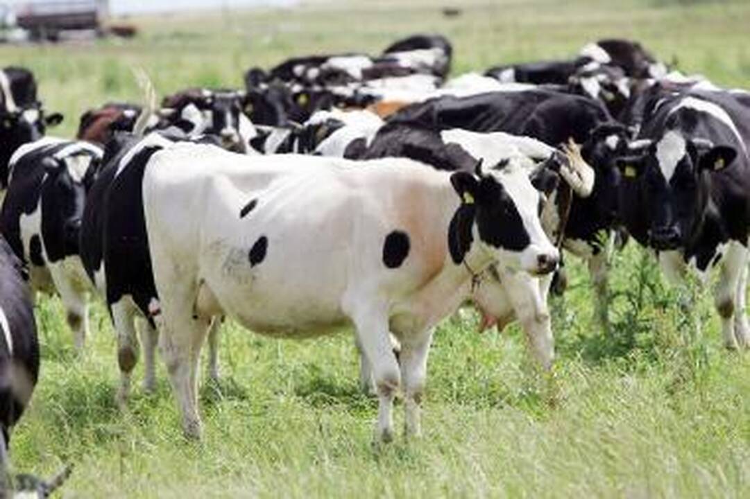 Lietuvos pieninės iš Latvijos balandį įsivežė 11,8 tūkst. tonų pieno