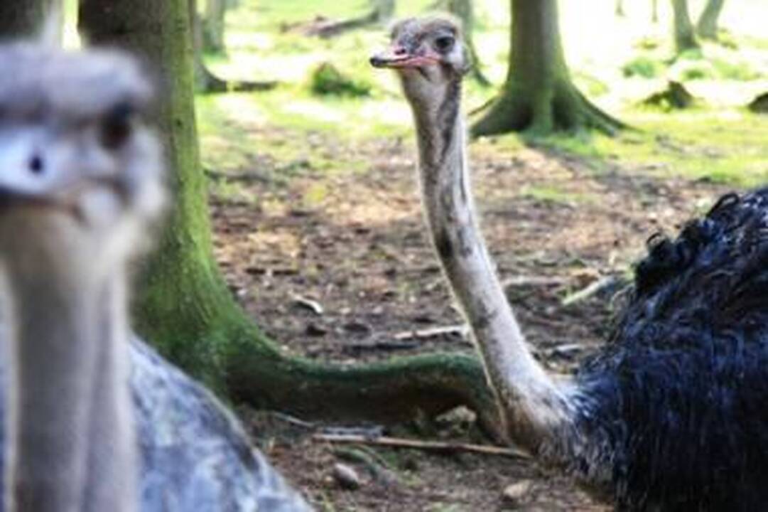 Klimato atšilimas Lietuvai atneštų ir naudos