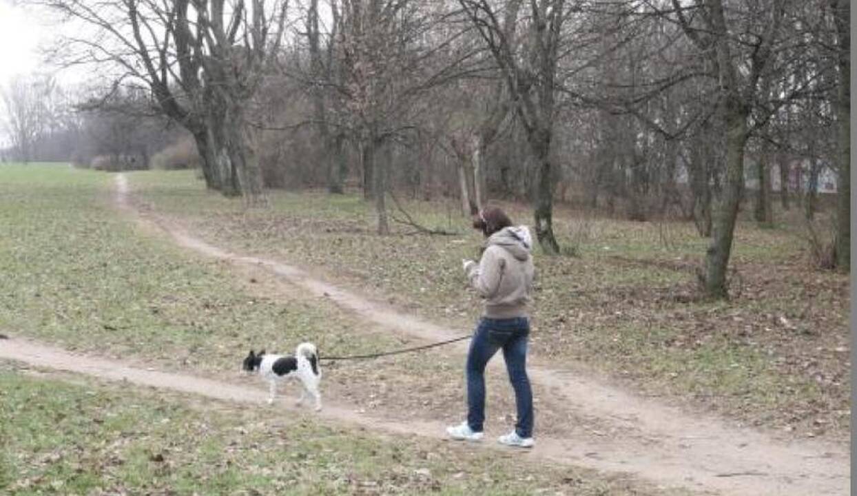Klaipėdietė: tiek šunų išmatų miesto centre dar nesu regėjusi!