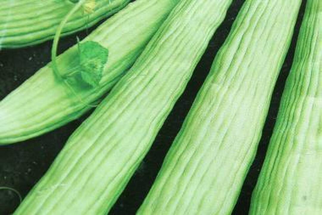 Mokslininkai: tūkstančiai augalų rūšių neatrastos guli spintose