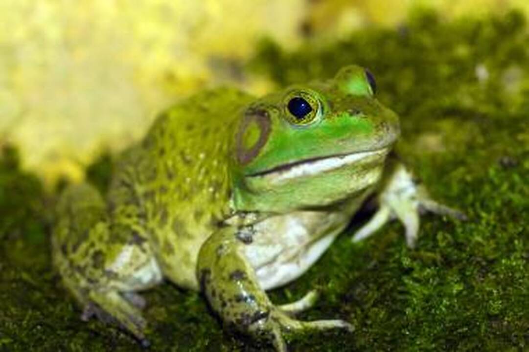 Vyno butelyje britė rado varlę