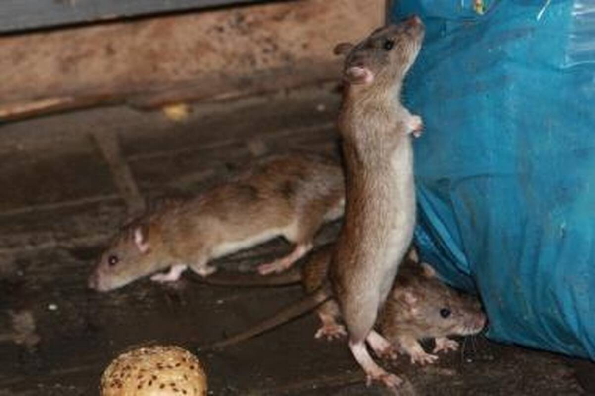 Vilnių atakuoja žiurkės