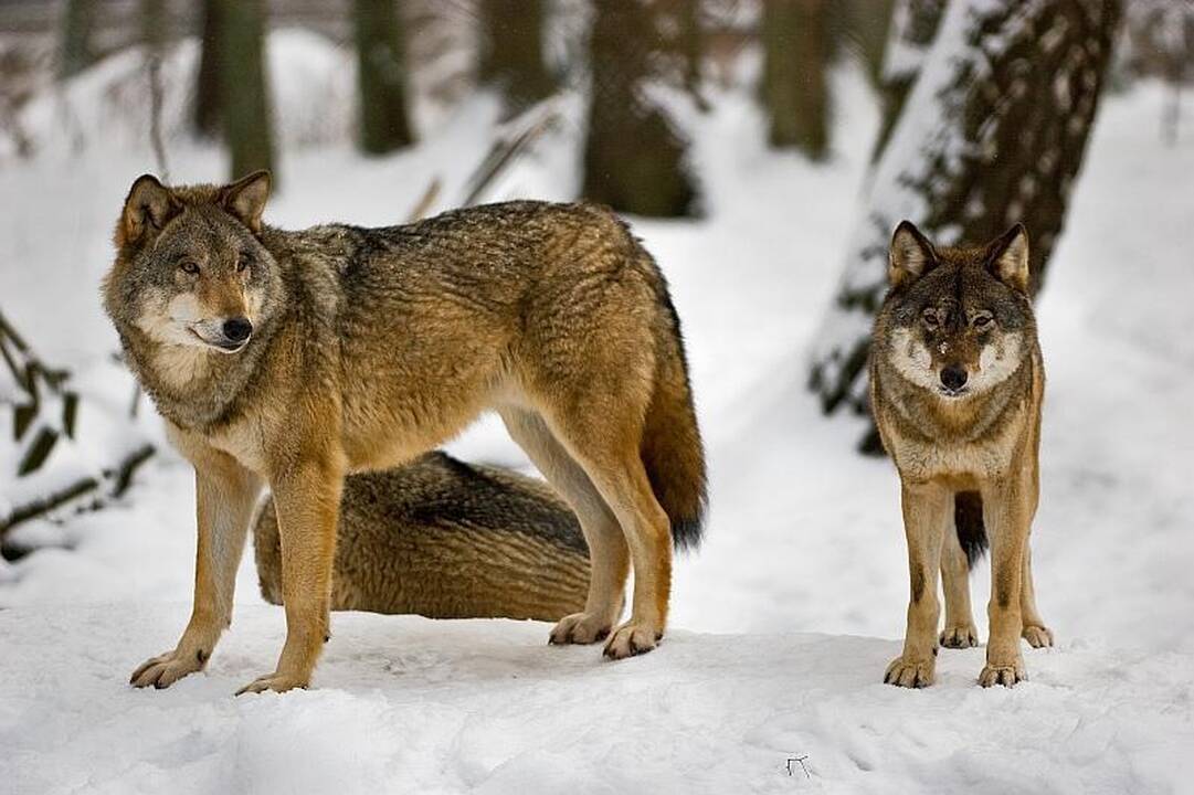 Prisijaukinti vilkų gaują: ar tai įmanoma?