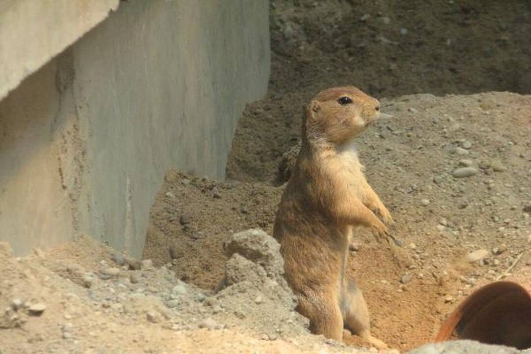 Zoologijos sode – naujakuriai 