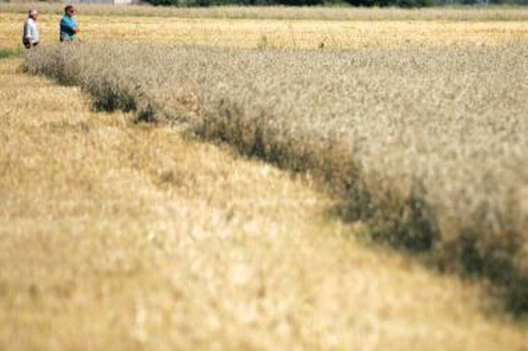 Vagių grobis - svogūnai, kviečiai ir karpiai