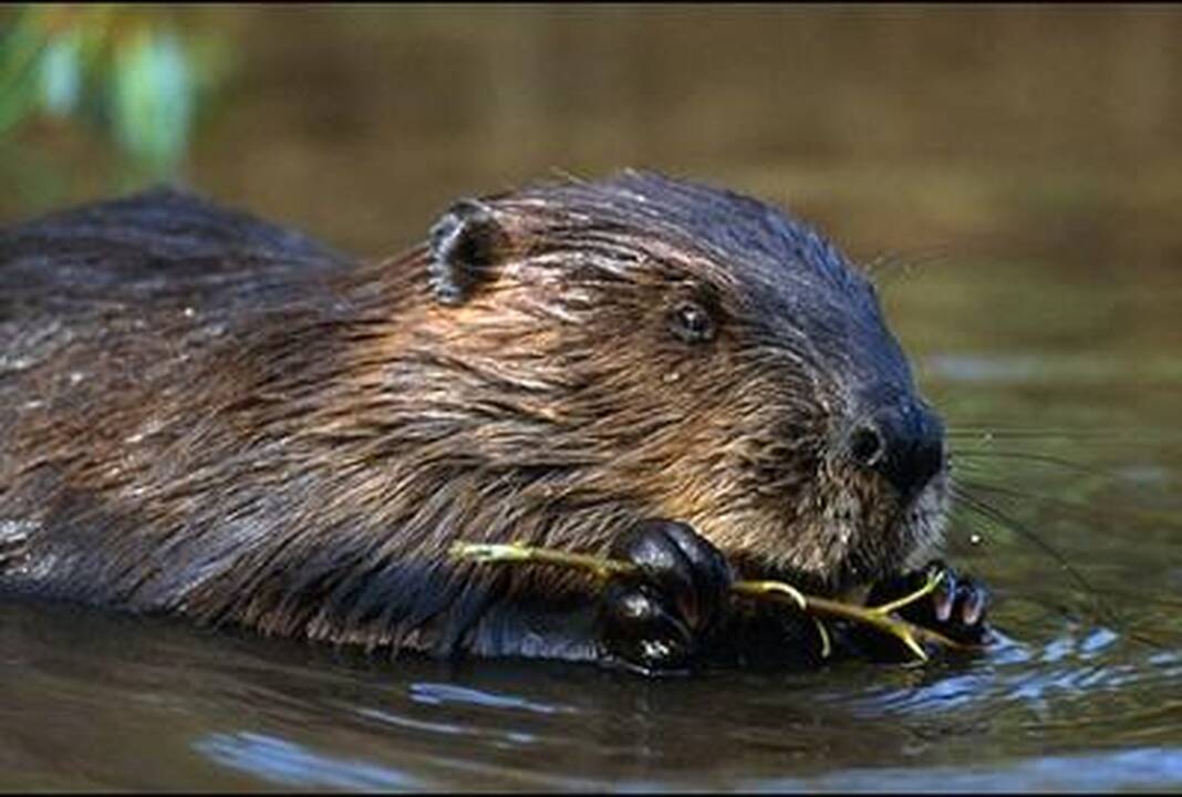Saugokitės, bebrai puola!