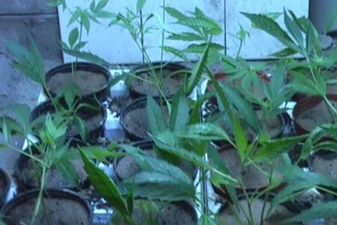 Muitinės kriminalistai aptiko per kilogramą kanapių