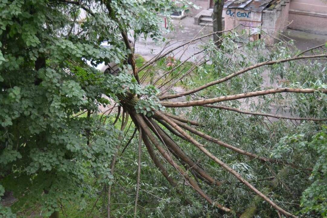 Sustiprėjęs vėjas penktadienio rytą pajūryje vartė medžius
