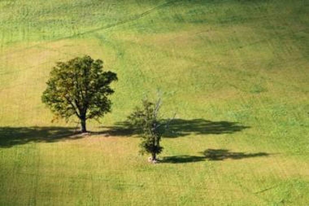 Sukčiai pardavinėjo svetimą žemę Vilniuje
