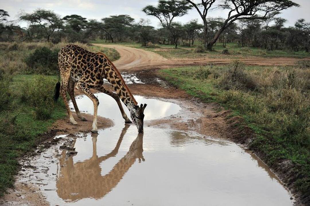 Tanzanijoje nuskendus keltui žuvo 8 žmonės, dingo 20