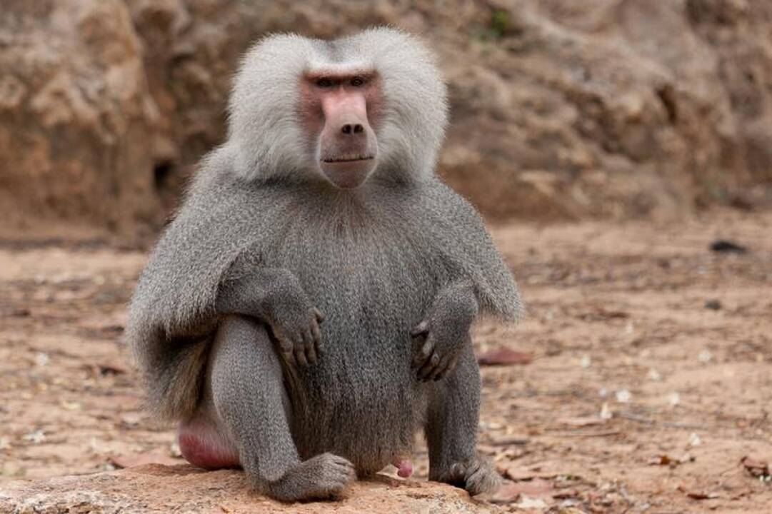 Babuinai geba atskirti rašytinius angliškus žodžius