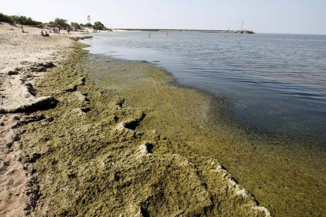 Baltijos jūrą teršiantys dumbliai išnyko