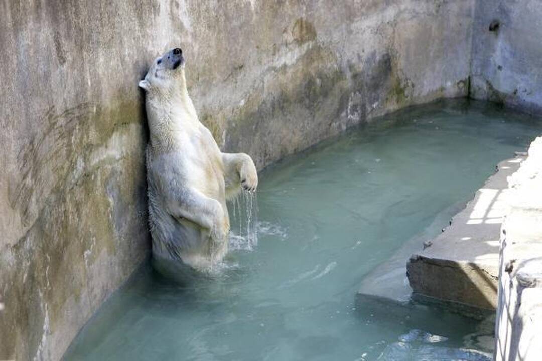 Zoologijos sodo lankytojai regi tuščius voljerus