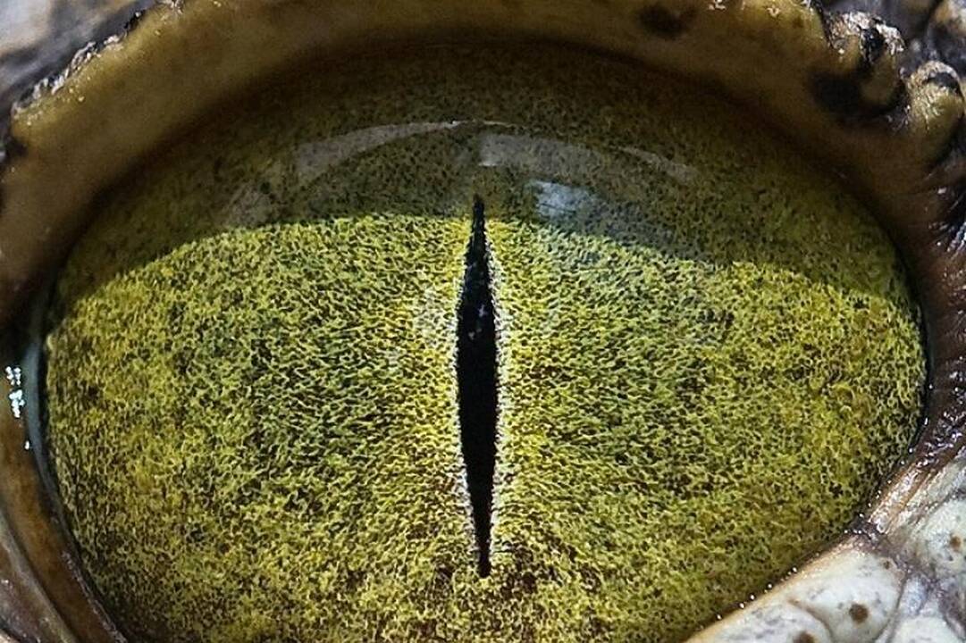 Gamtos fotografija: gyvūnų akys iš arti 