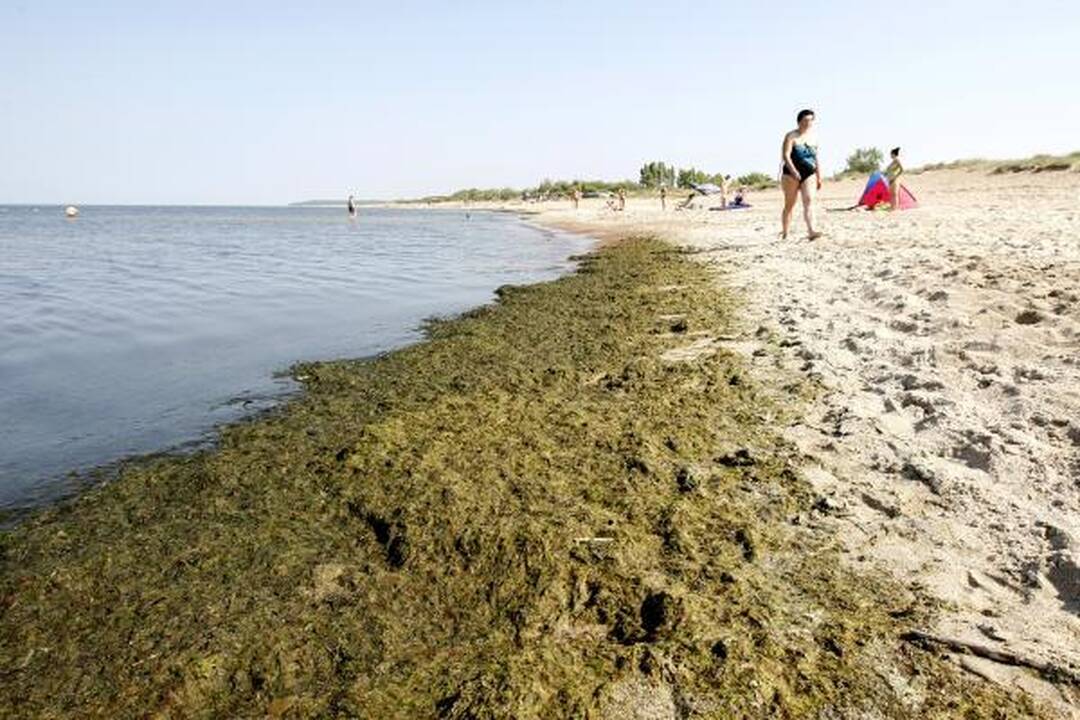 Baltijos jūrą teršiantys dumbliai išnyko