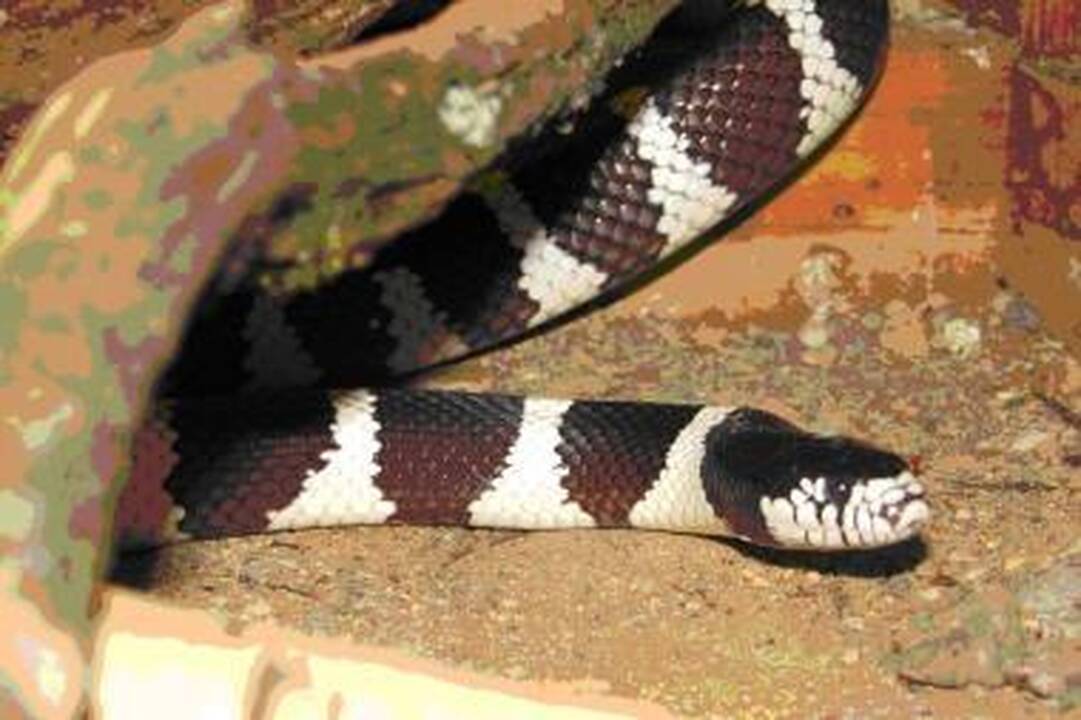 Zoologijos sode: dainuojantis tarakonas ir kaliforninė gyvatė