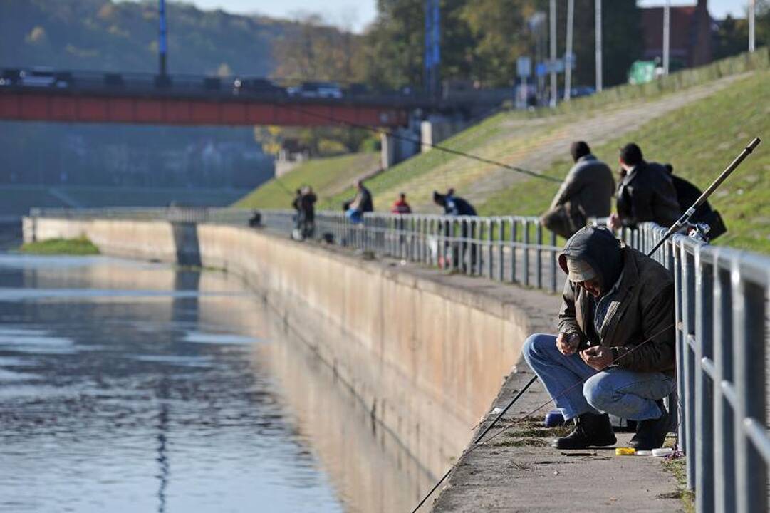 Nemuno krantinės žvejai žuvį vilioja žole