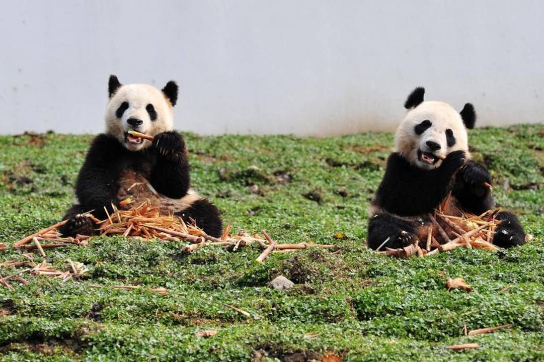 Keli įdomūs faktai apie pandas (foto)   