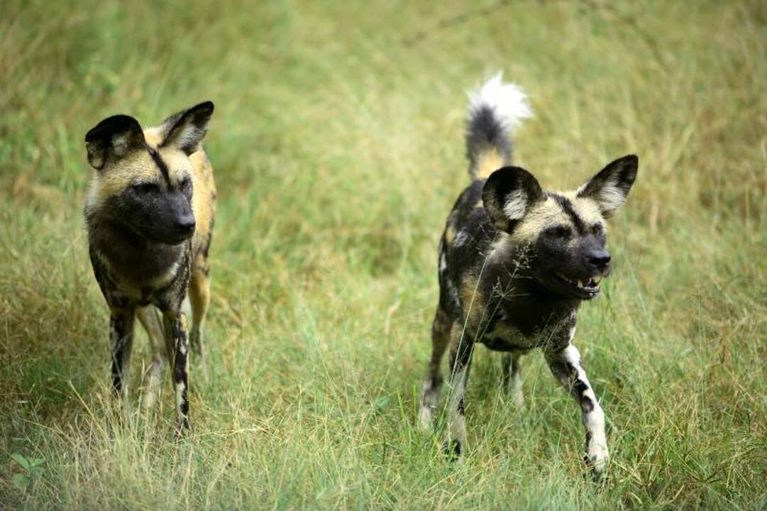 JAV zoologijos sode laukiniai šunys sudraskė dvejų metų berniuką