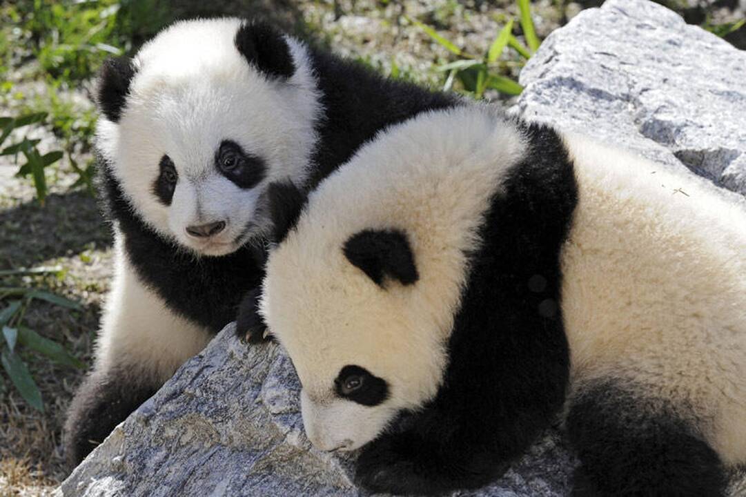 Kinijoje nugaišo seniausia pasaulyje didžioji panda