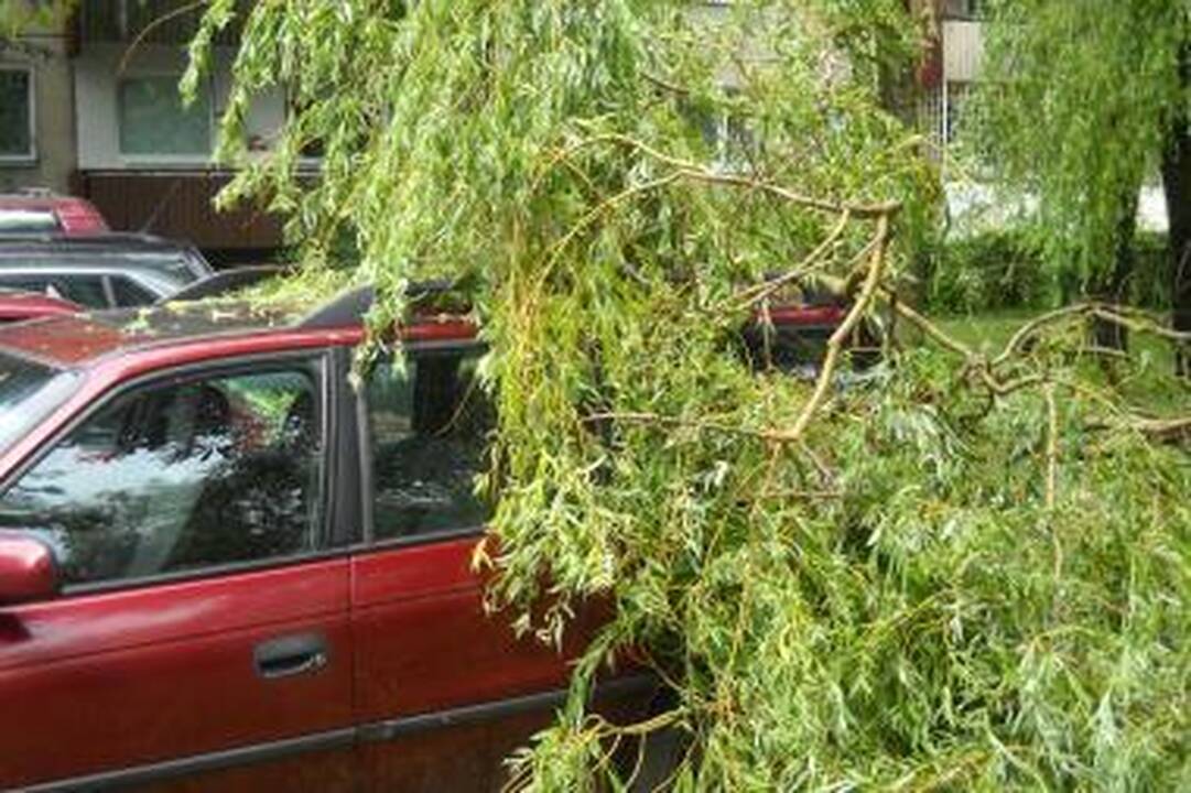 Nenupjautas medis užgriuvo ant automobilio