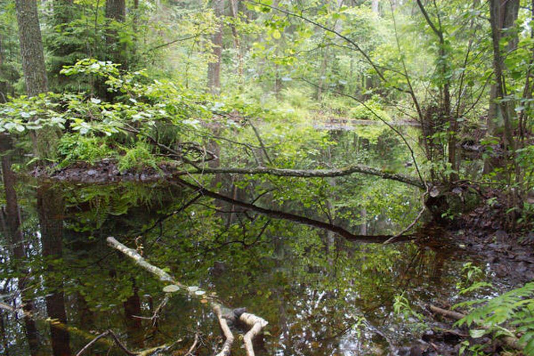 Kamanų rezervate - lietuviški bonsai, anglinės lydekos ir ešeriai