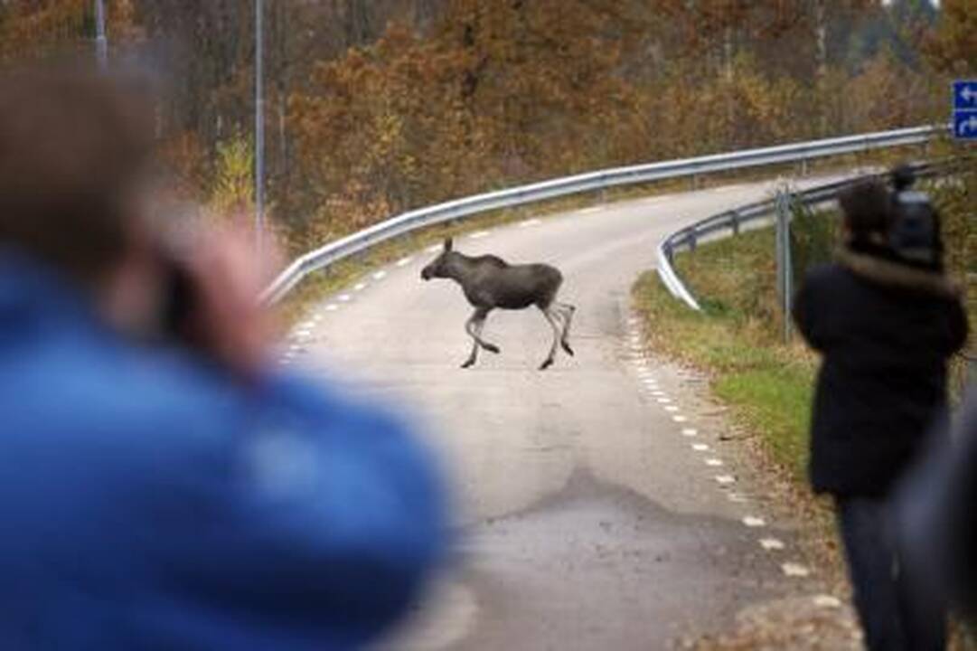 Užtvaros briedžių nesustabdo
