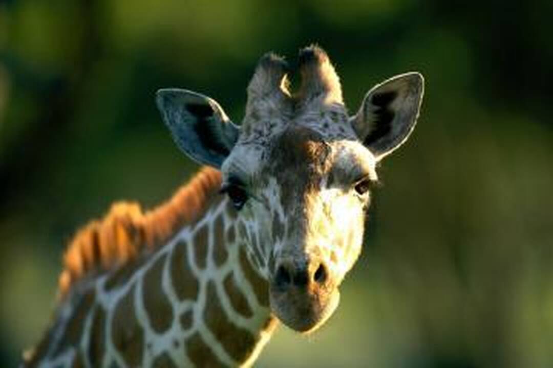 Zoologijos sode pasikorė žirafa