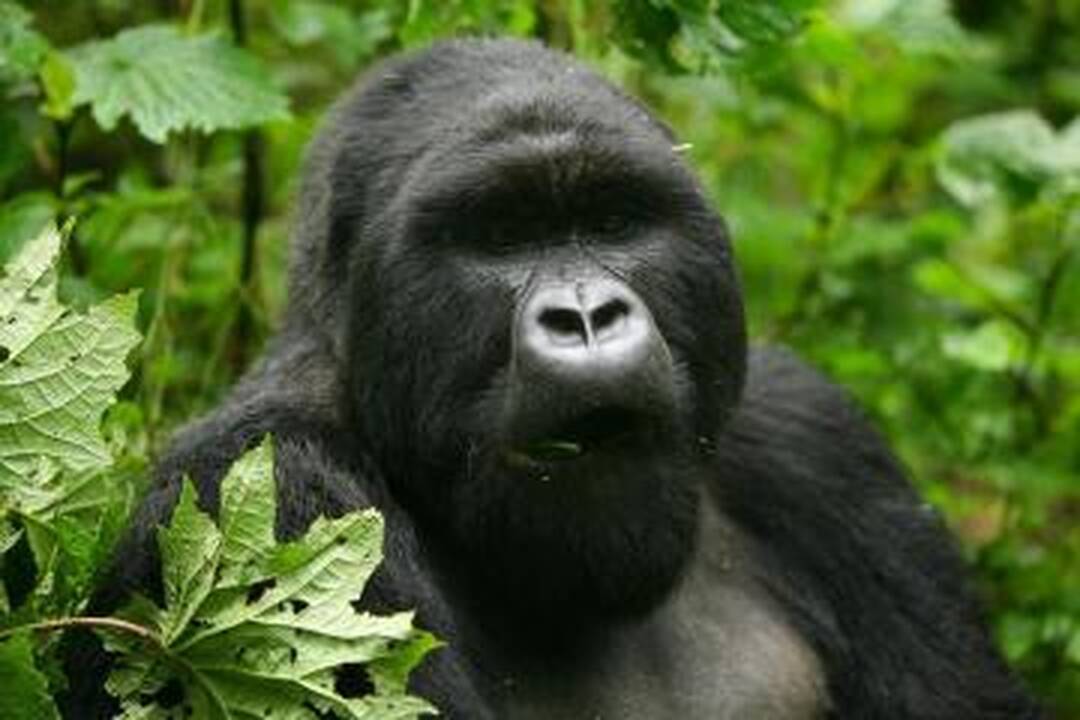 Afrika Kauno zoologijos sode
