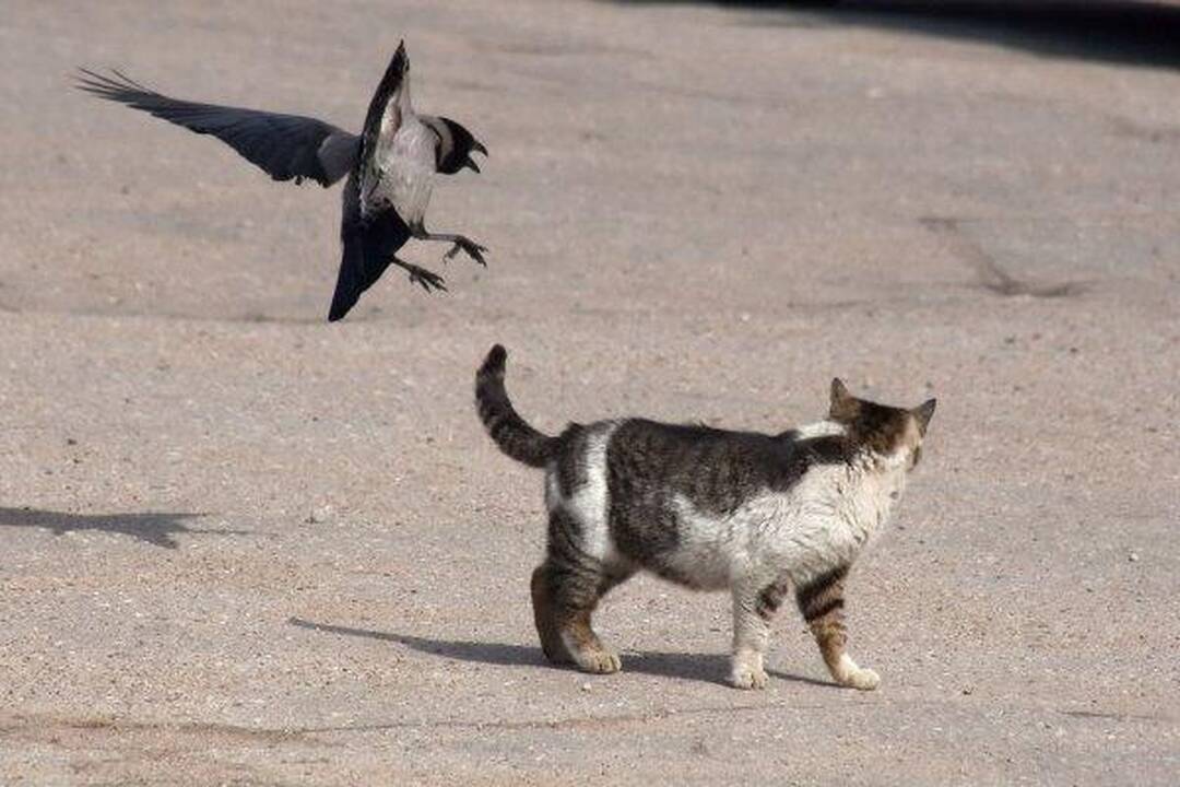 Varnas ir katinas: akis už akį...
