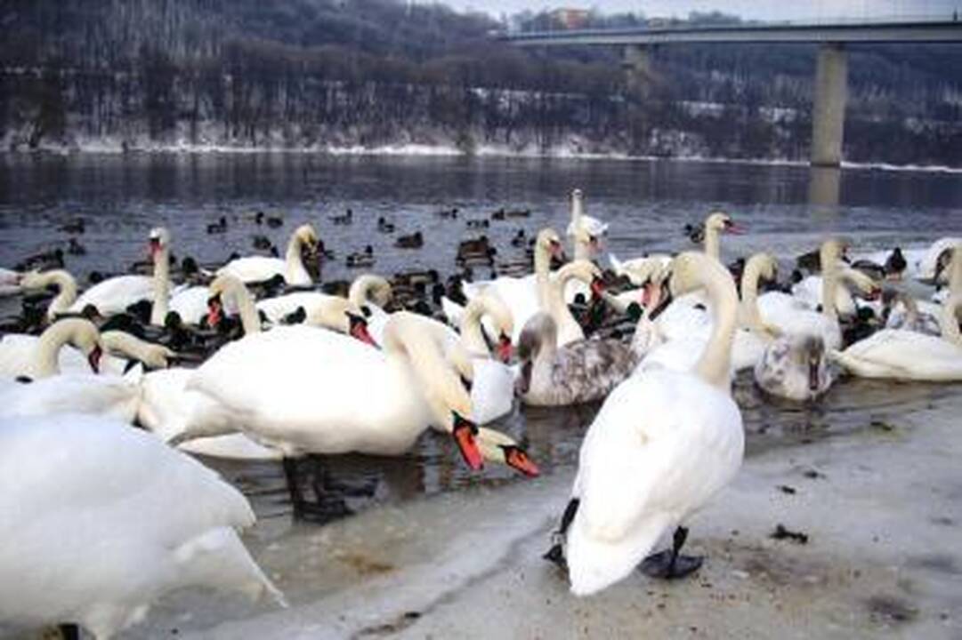 Per blokadą Kauno medikai operuodavo ir be narkozės