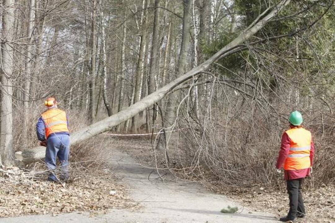 Klaipėdos poilsio parke virsta medžiai
